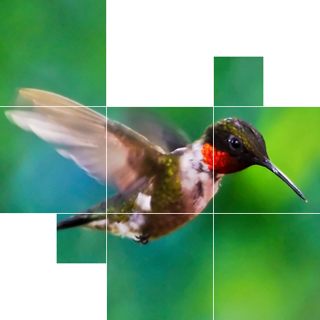Colibri - símbolo nacional