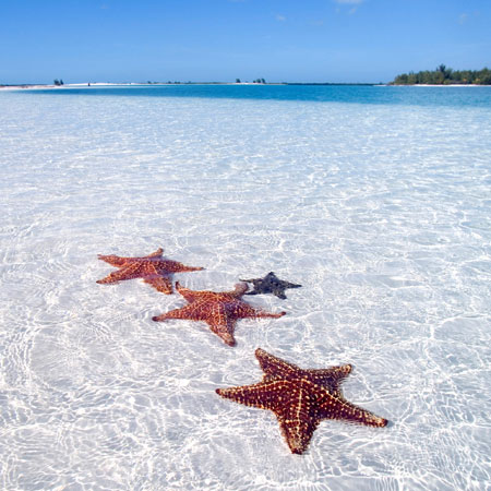 Estrelas do mar