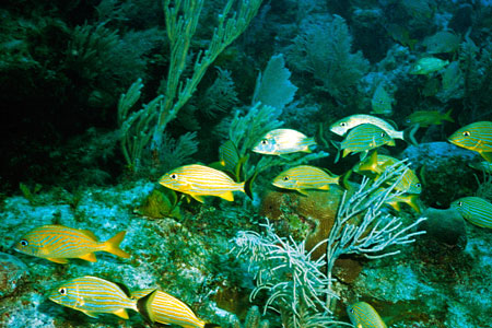 Scuba Diving