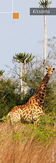 girafas em Kissama