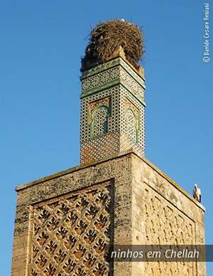 ninhos nas torres de Chellah