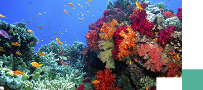 coral ilhas Fiji