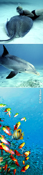 mergulho