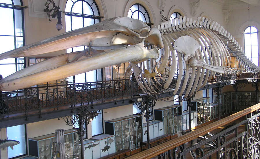 Instituto de Oceanografia