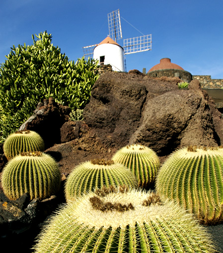 El Jardn de Cactus