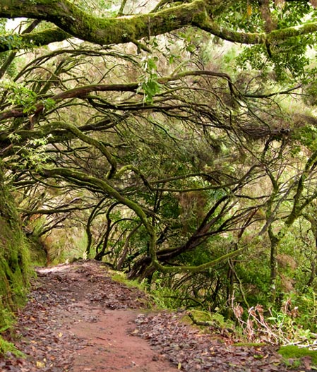 Floresta Laurissilva