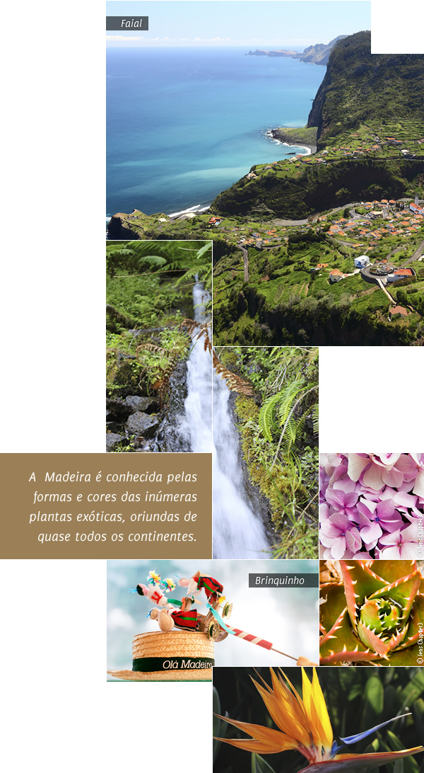 Imagens da madeira