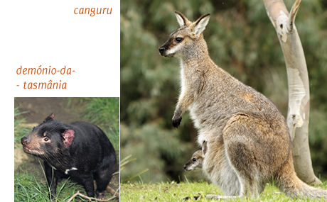 Canguru e demônio da tasmânia
