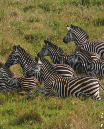 Zebras