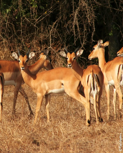 Impalas