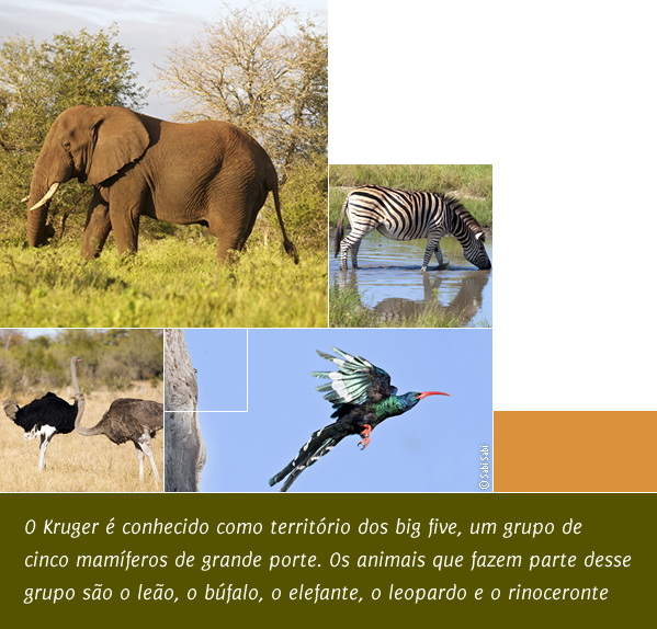 Kruger Park