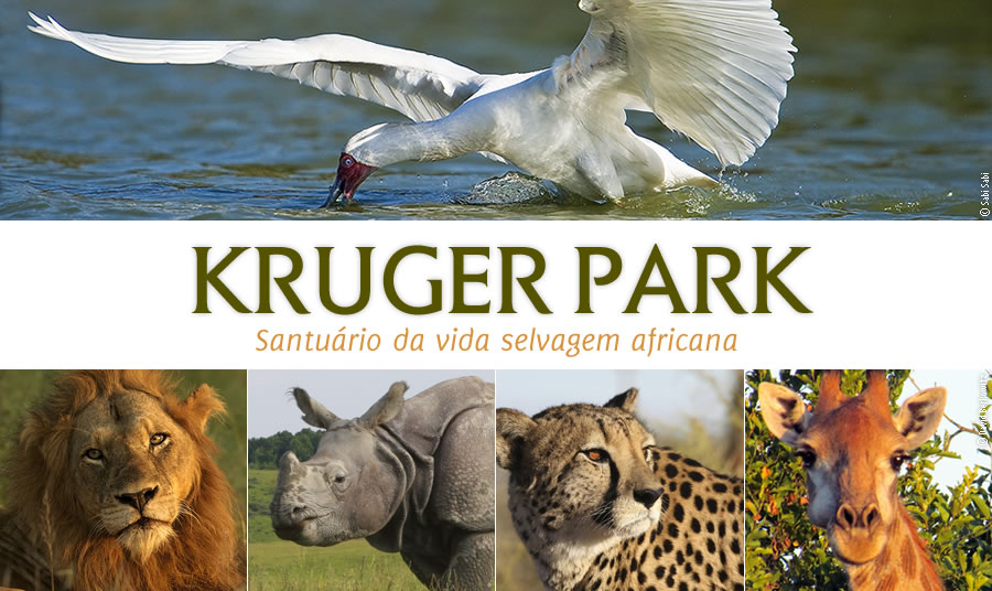  Kruger Park - Santuário da vida selvagem africana