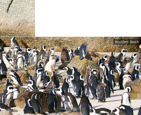 pode observar pinguins na Boulders Beach na Cidade do Cabo