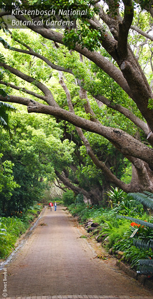 Kirstenbosch National Botanic Gardens