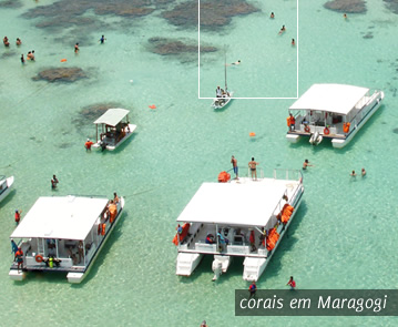 corais em Maragogi