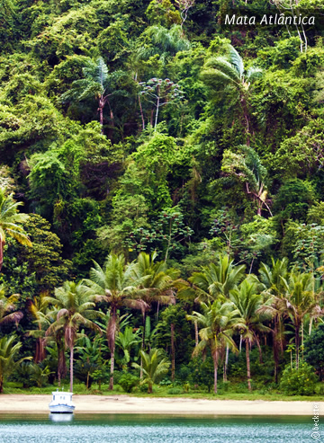 Mata Atlântica