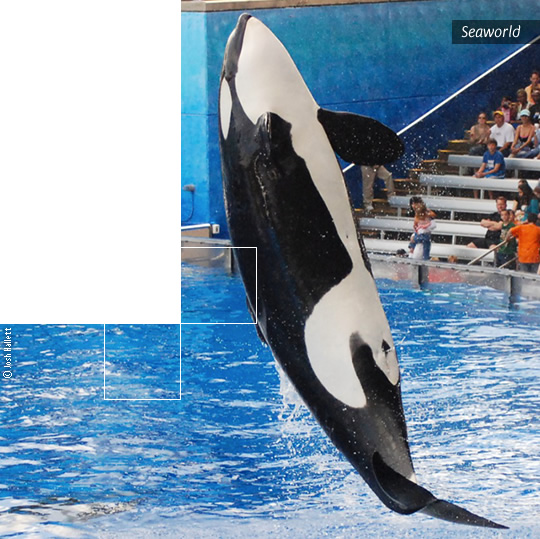 Seaworld Orlando