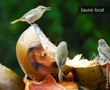 Fauna local do arquipélago de Noronha